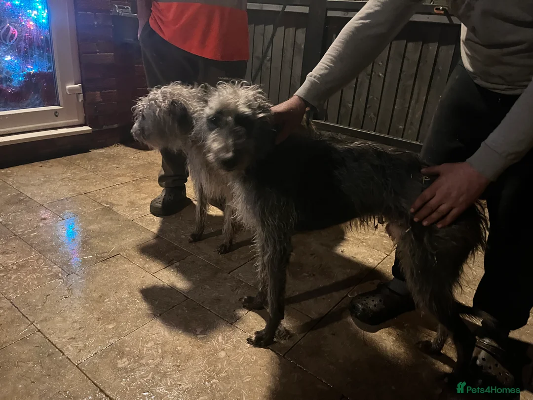 Bedlington Terrier dogs for sale: Beautiful Bedy/whippet Pups in Halstead - Advert 3