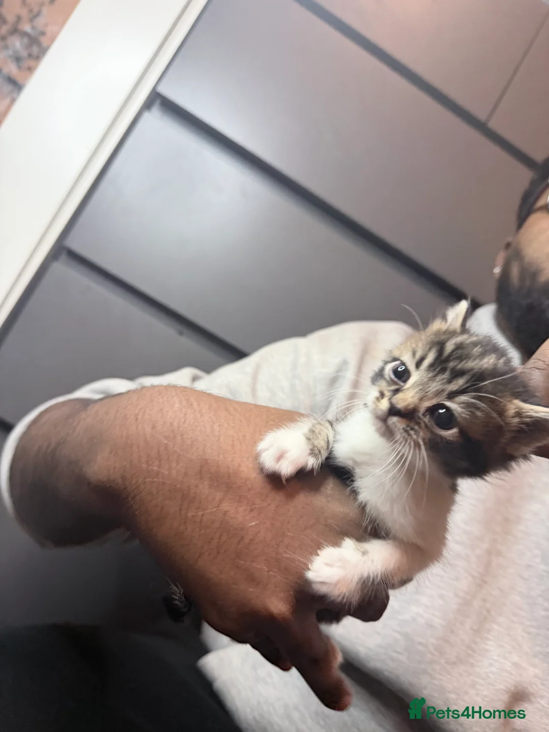 American Shorthair cats for sale: American shorthair/domestic shorthair kittens   in London - Advert 14