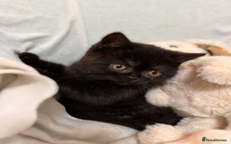 British Shorthair cats for sale: Full British short hair kittens - Advert 6