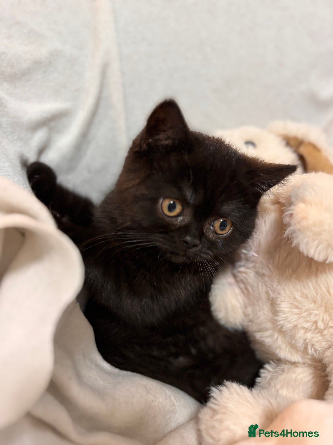 British Shorthair cats for sale: Full British short hair kittens - Advert 6