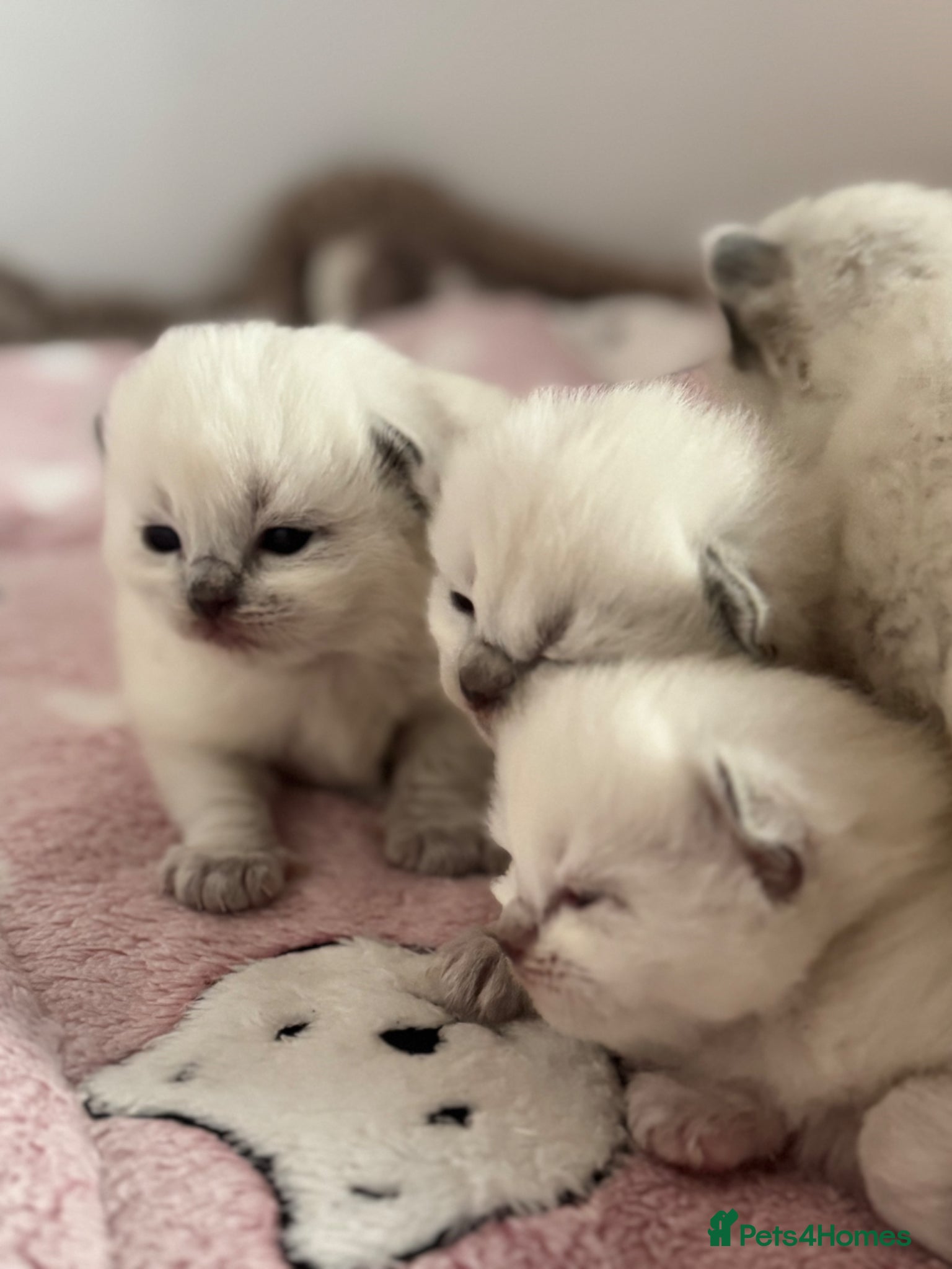 Ragdoll cats Stunning Bluepoint Ragdoll GCCF pedigree Kittens - Advert 1