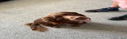 Cocker Spaniel dogs for sale: Beautiful Litter of Cocker Spaniel Puppies - Advert 16