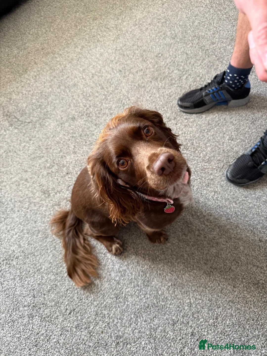 Cocker Spaniel dogs for sale: Beautiful Litter of Cocker Spaniel Puppies - Advert 16