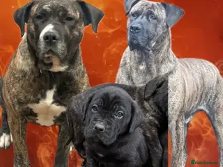 Presa Canario dogs Pure Elite!! 🏆Champion Blood presa Canario pups!! - Advert 1