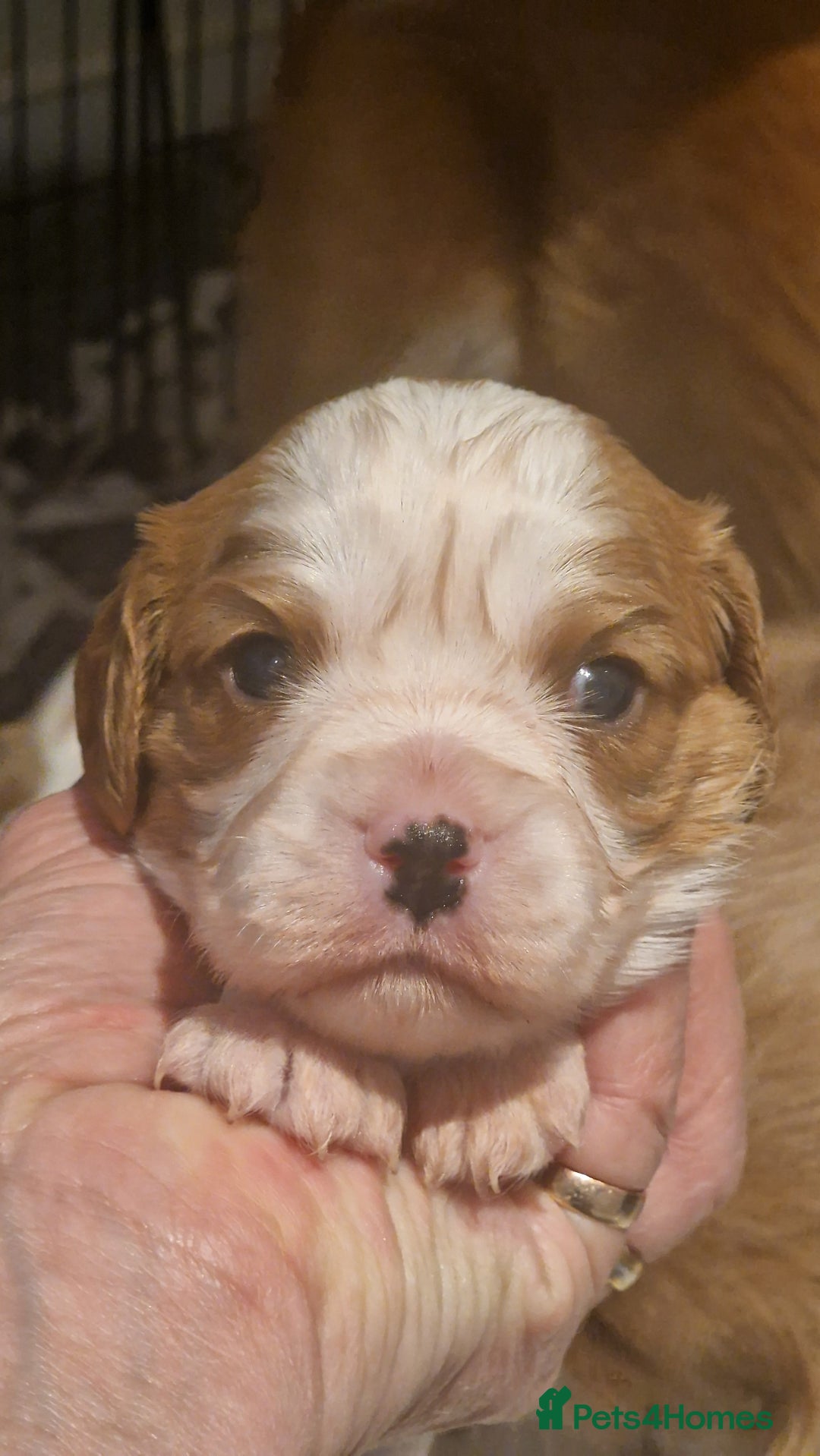Cavalier King Charles Spaniel dogs for sale: Gorgeous k.c registered cavalier puppies  - Image 8