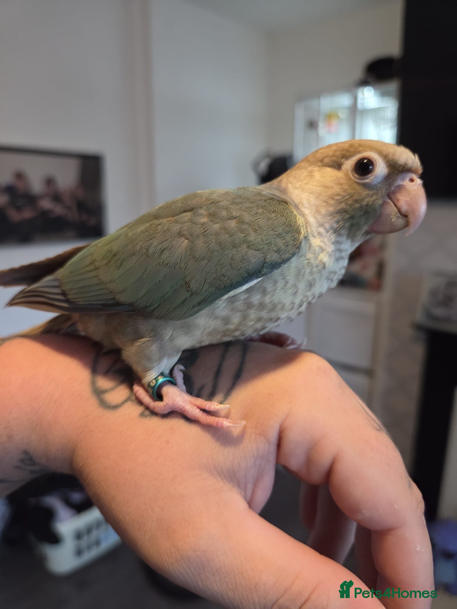 Parrots birds Stunning Parrots/Parakeets/Amazons  - Advert 1