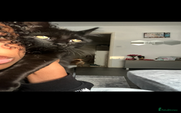 Domestic Shorthair cats for sale: Domestic longhair cat  - Image 2