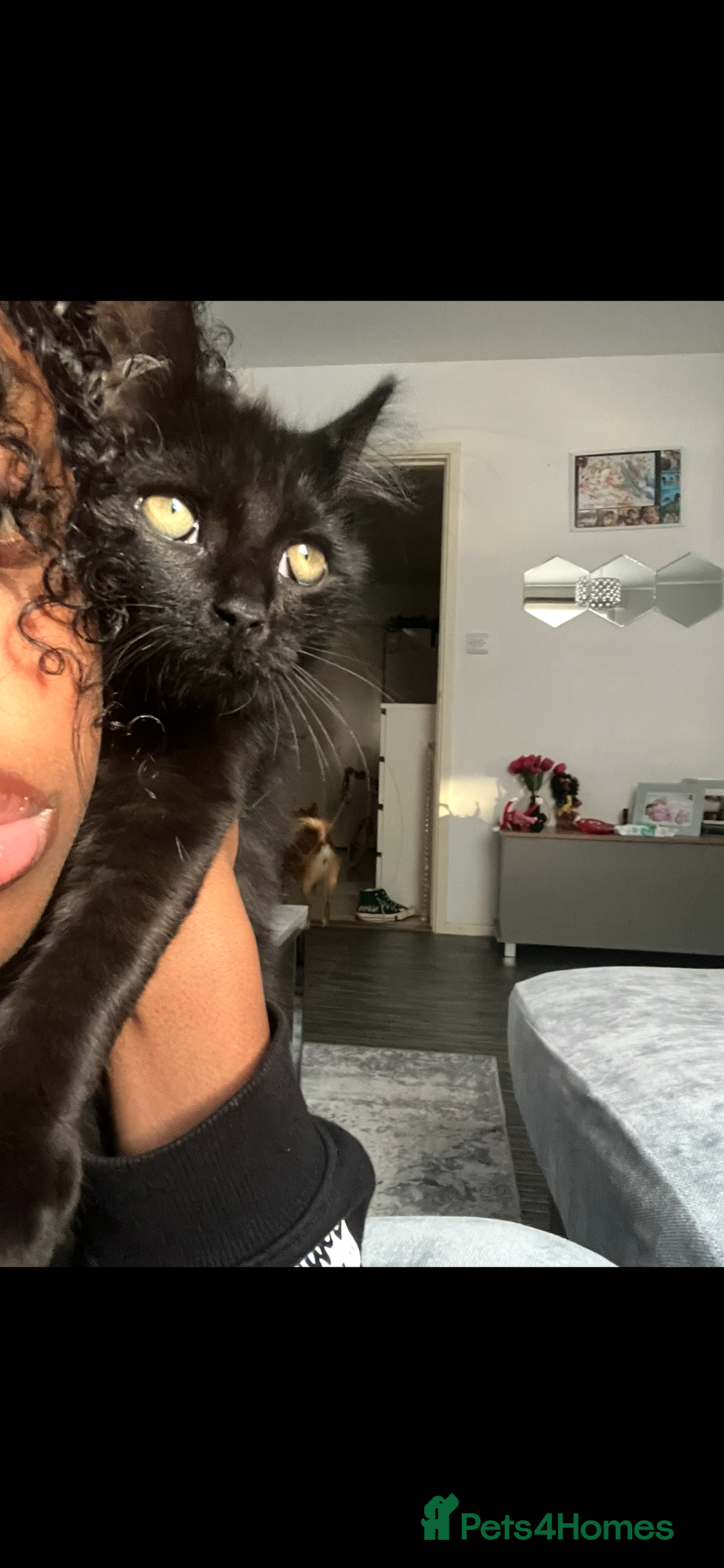 Domestic Shorthair cats for sale: Domestic longhair cat  - Image 2