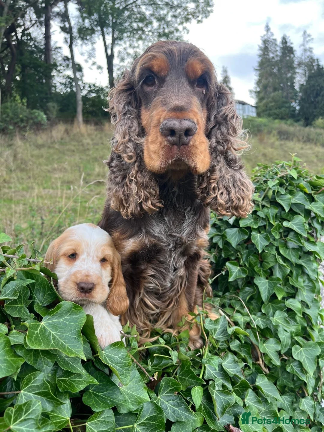 Cocker Spaniel dogs for sale: SHOW KC Registered, true to type, Cocker Spaniels - Advert 2