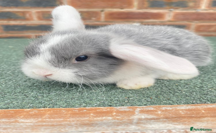 Mini Lop rabbits - Advert 2