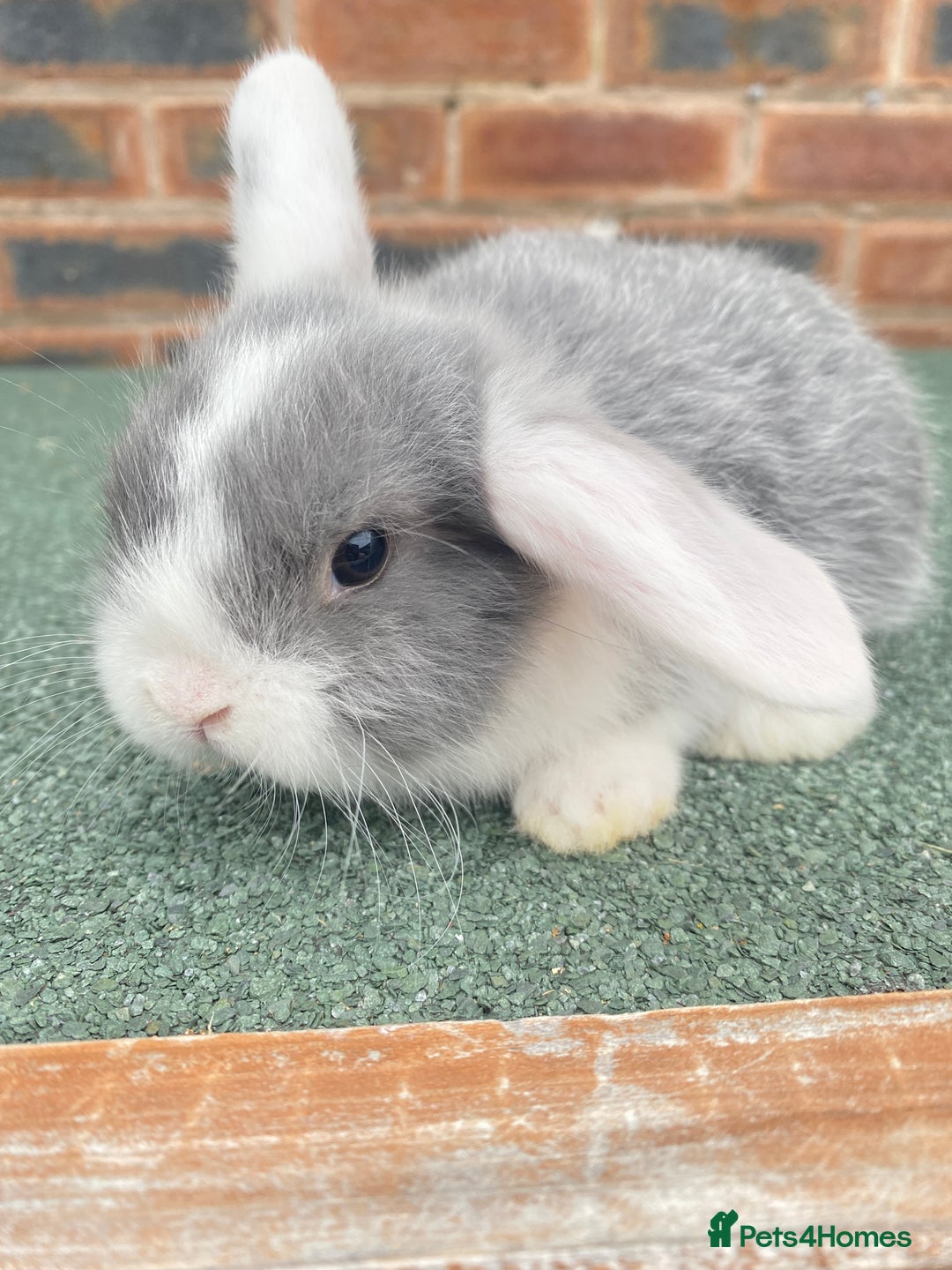 Mini Lop rabbits for sale: Adorable Mini Lop Baby Rabbits Healthy & Friendly - Image 1