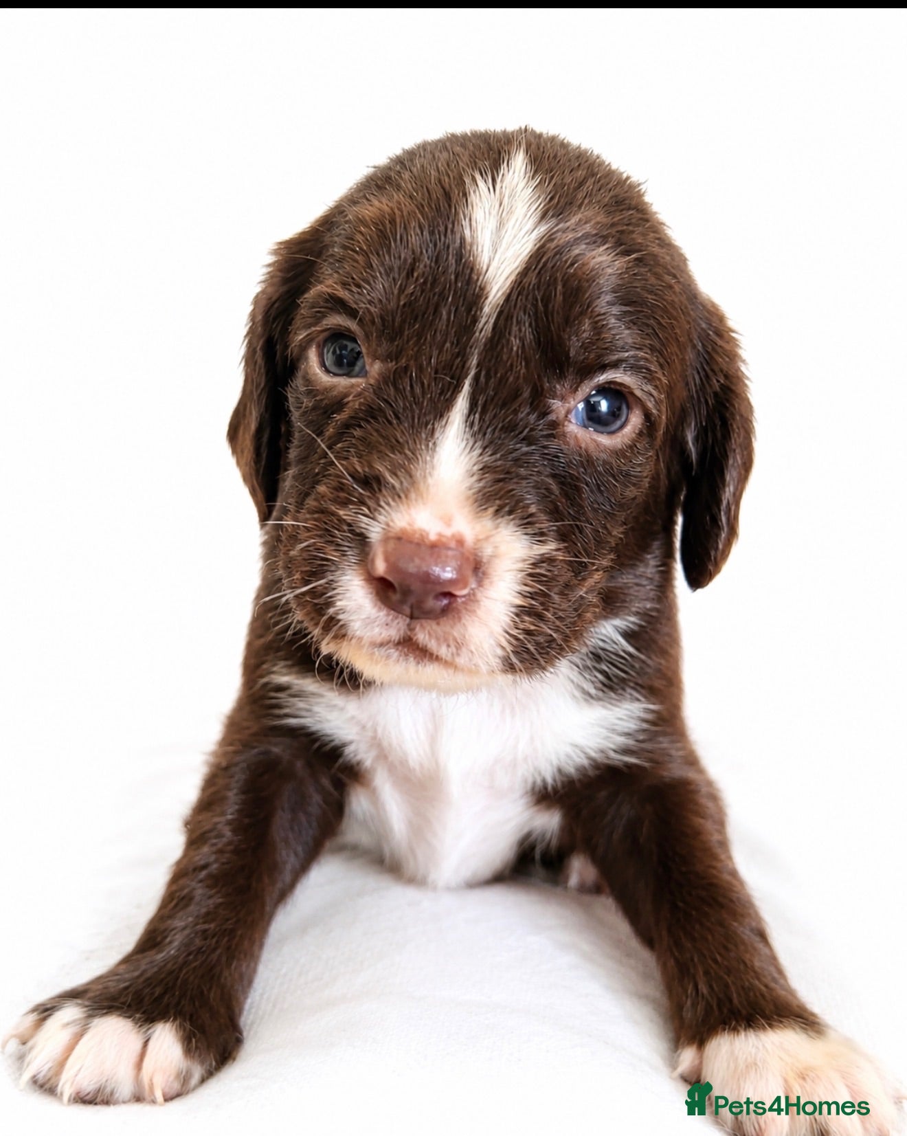Springador dogs 3/4 springer 1/4 lab  - Advert 1