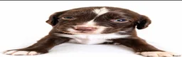Springador dogs for sale: 3/4 springer 1/4 lab  - Advert 1