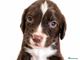 Springador dogs Springador puppies - Advert 3