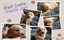 Golden Retriever dogs for sale: 🐾 Golden Retriever Puppies – Ready Soon! 🐾 - Image 10