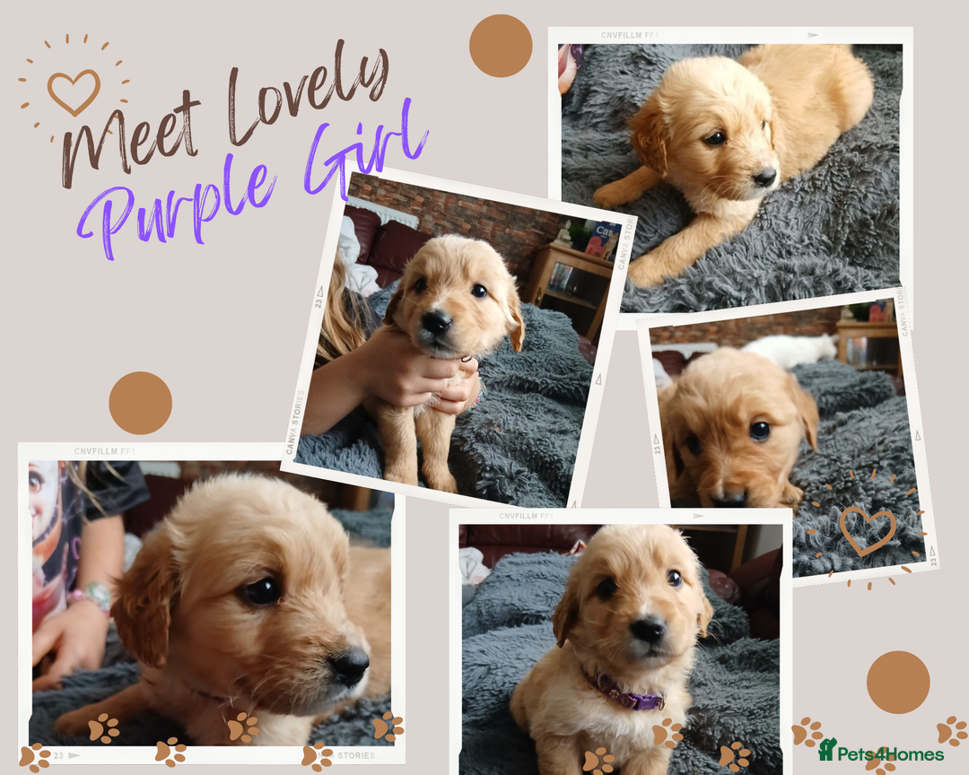 Golden Retriever dogs for sale: 🐾 Golden Retriever Puppies – Ready Soon! 🐾 - Image 10