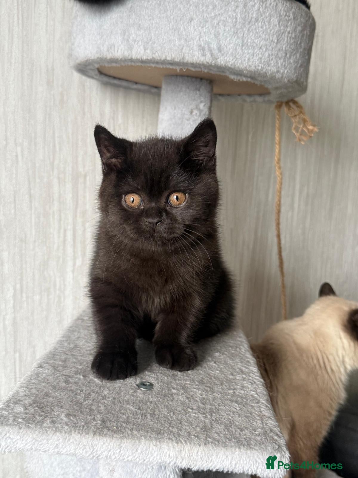 British Shorthair cats ONLY ONE BLACK BOY LEFT GCCF Registered BSH  - Advert 10
