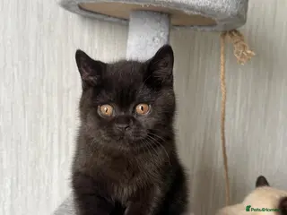 British Shorthair cats ONLY ONE BLACK BOY LEFT GCCF Registered BSH - Advert 10