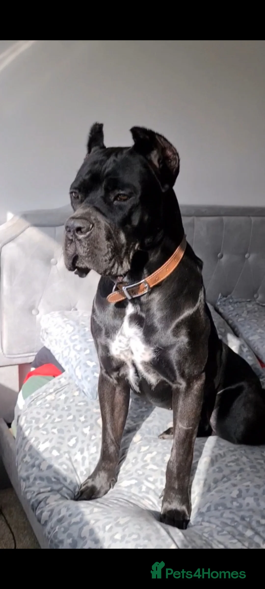 Cane Corso dogs for sale: Beautiful black male Cane Corso puppy - Advert 22