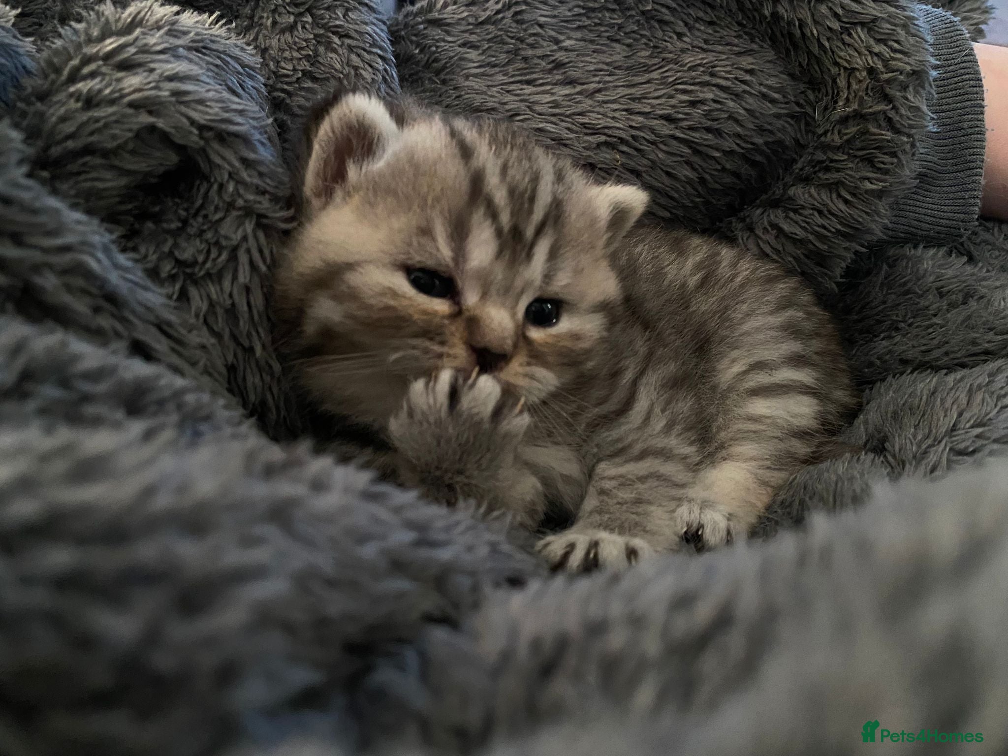 British Shorthair cats Black boy and spotted tabby. Cinnamon carriers - Advert 5