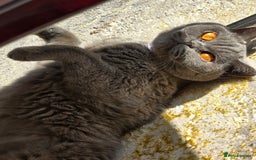 British Shorthair cats for sale: British Shorthair Female - Image 1