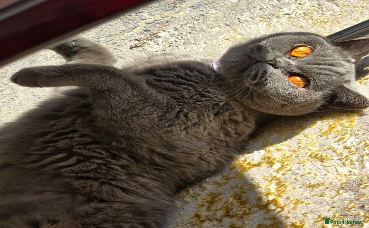 British Shorthair cats - Advert 11