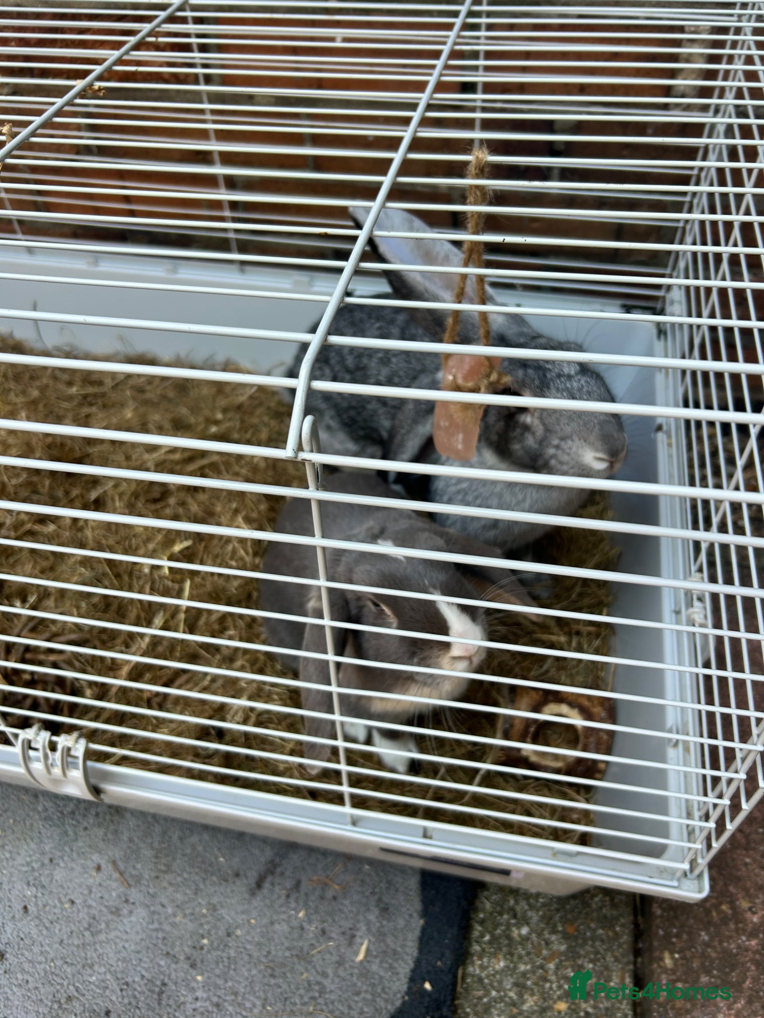 Havana rabbits Two rabbits up for sale - Advert 2