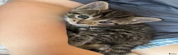 Mixed Breed cats for sale: Grey tabbies for sale - Advert 13
