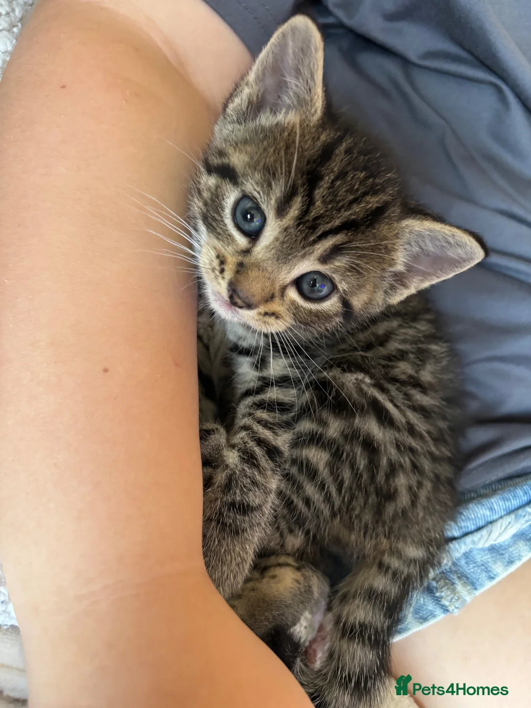Mixed Breed cats for sale: Grey tabbies for sale - Advert 13