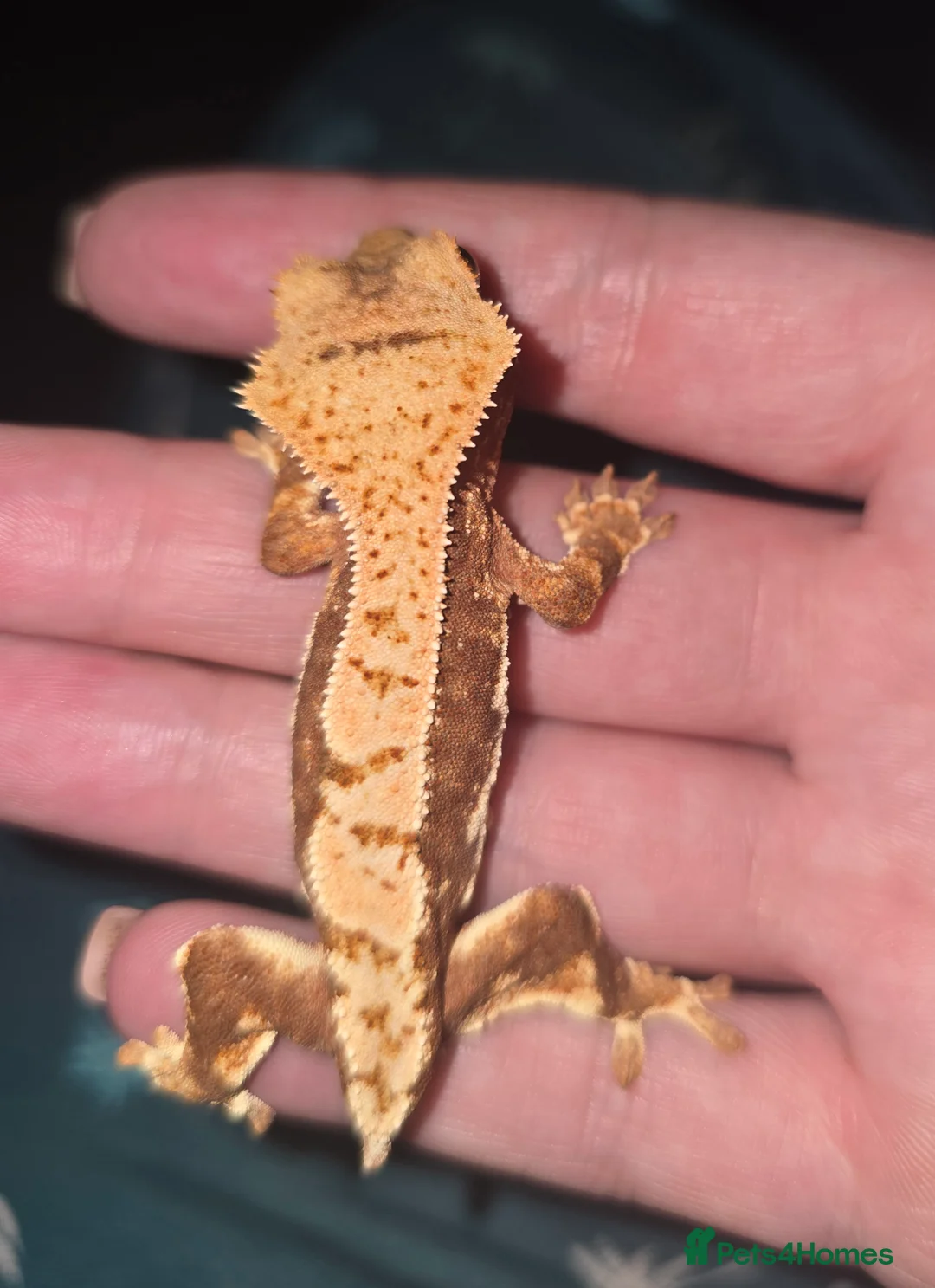 Gecko reptiles for sale: Red base Lilly White- Crested gecko - Advert 5