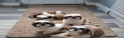 Shih Tzu dogs for sale: Adorable family raised Shih Tzu puppies for sale - Advert 12