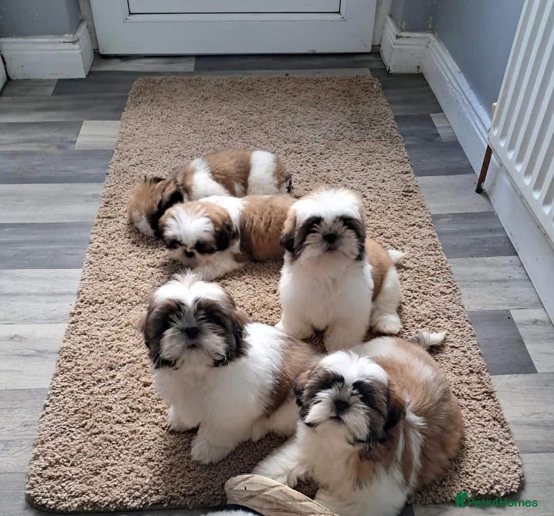 Shih Tzu dogs for sale: Adorable family raised Shih Tzu puppies for sale - Advert 12