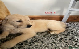 Golden Retriever dogs for sale: KC Registered Golden Retriver Puppies - Image 31
