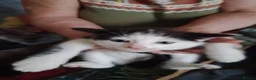 Mixed Breed cats for sale: 5 kittys  - Advert 22