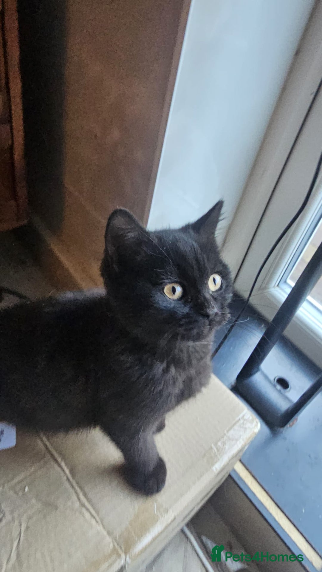 British Shorthair cats for sale: Gorgeous British Shorthair Kittens Ready Now! - Advert 11