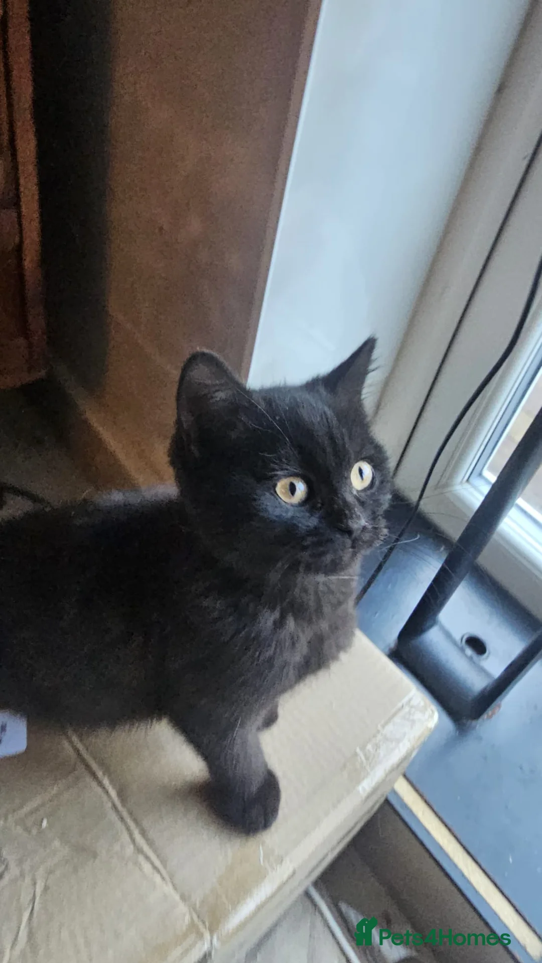 British Shorthair cats for sale: Gorgeous British Shorthair Kittens Ready Now! - Advert 9