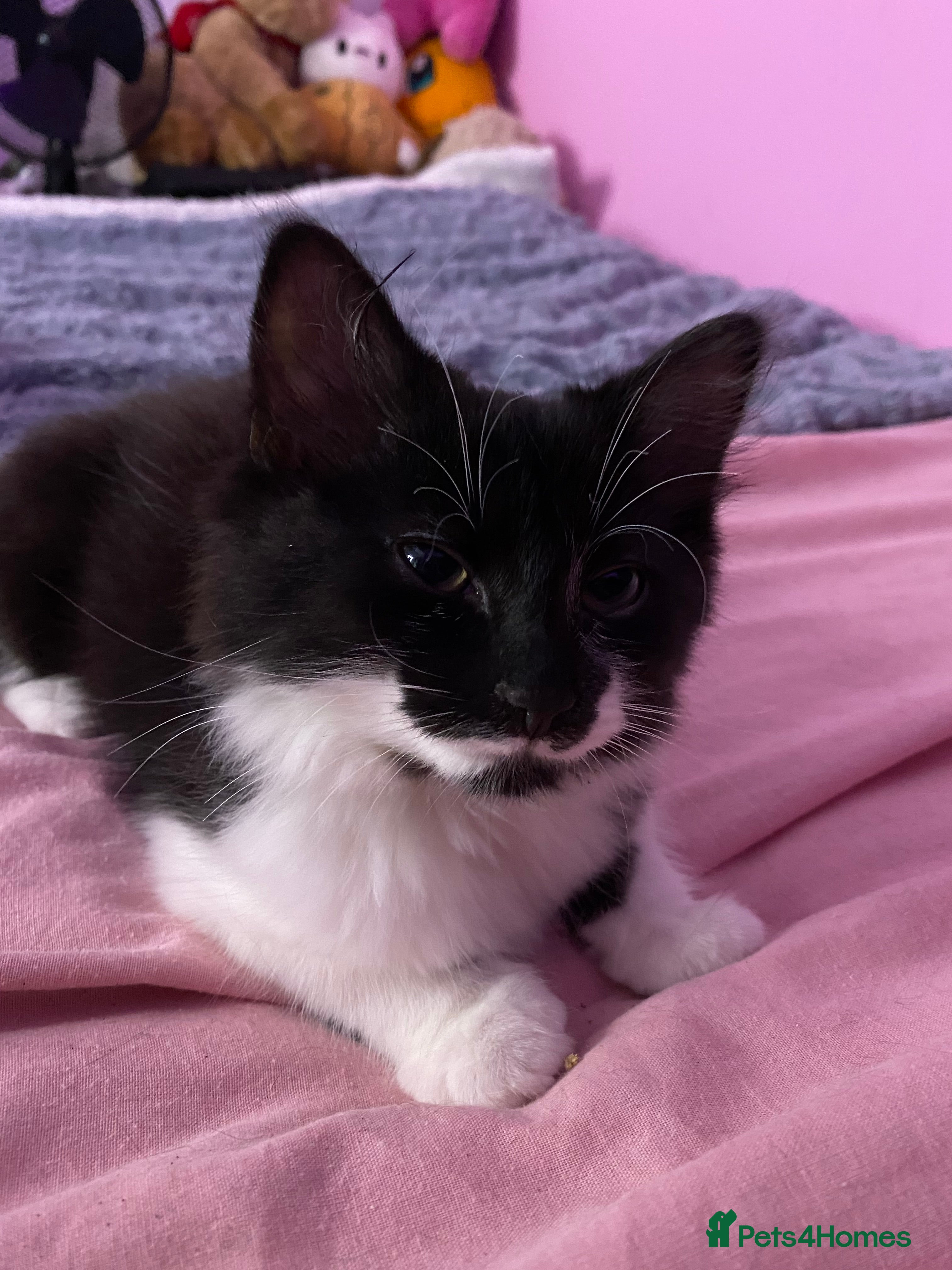 Mixed Breed cats for sale: Tuxedo kittens looking for their forever homes  - Advert 4