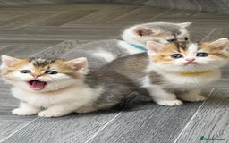 British Shorthair cats for sale: BSH tri- colour golden/blue/white kittens TICA - Image 15