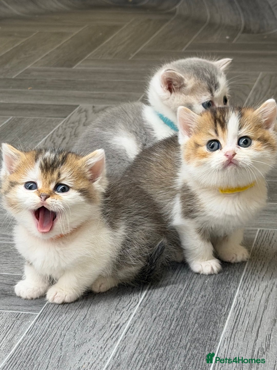 British Shorthair cats for sale: BSH tri- colour golden/blue/white kittens TICA - Image 15