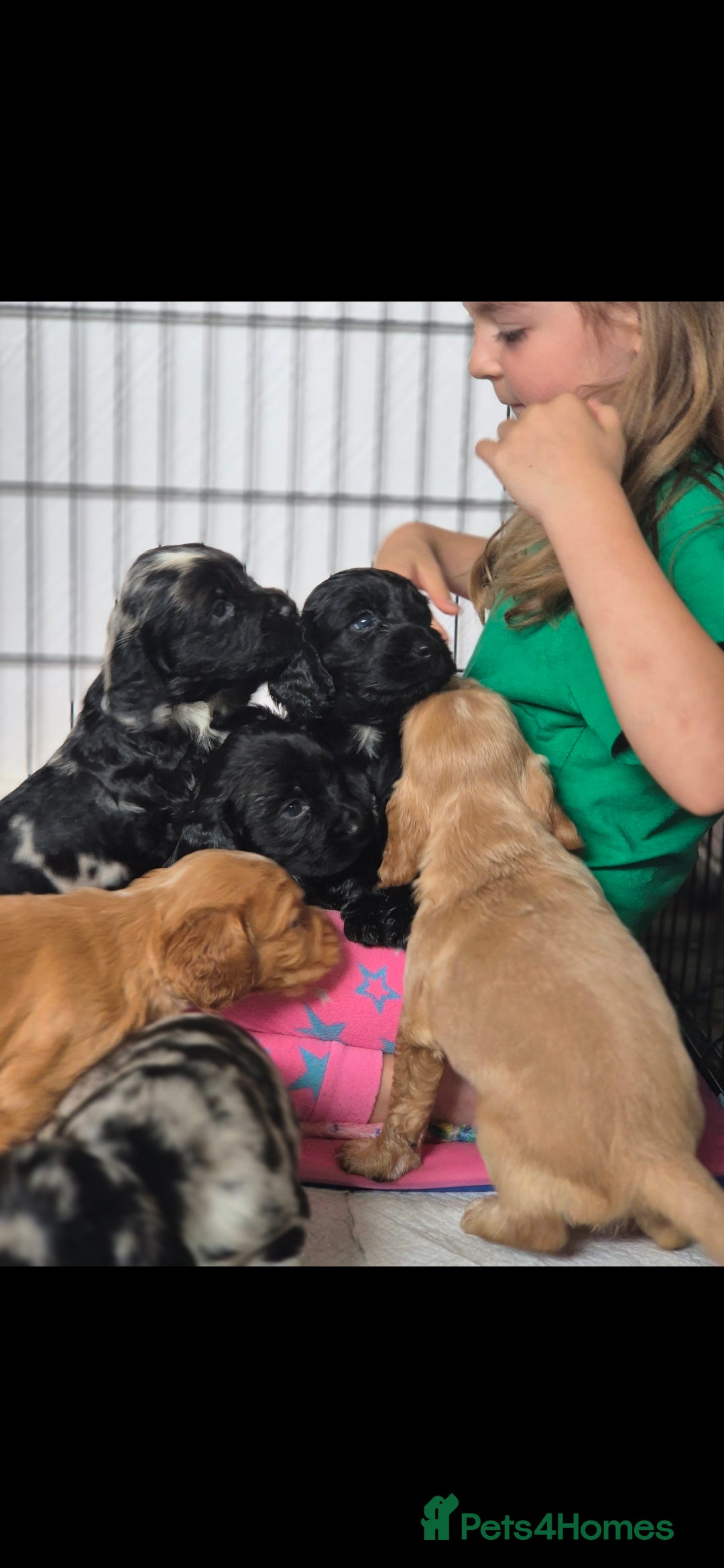 Cocker Spaniel dogs for sale: Merle, red and black cocker pups - Image 8