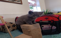 Russian Blue cats for sale: 3 angel's looking for best homes  - Image 8