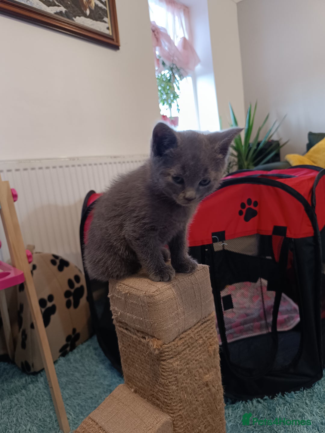 Russian Blue cats for sale: 3 angel's looking for best homes  - Image 8