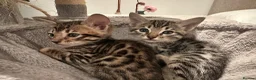 Bengal cats for sale: Bengal X Savannah kittens  in Feltham - Advert 6