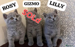 British Shorthair cats for sale: GORGEOUS British Shorthair Kittens - Image 4