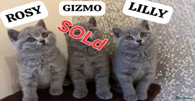 British Shorthair cats - Advert 2