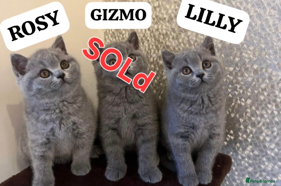 British Shorthair cats for sale: GORGEOUS British Shorthair Kittens - Image 4