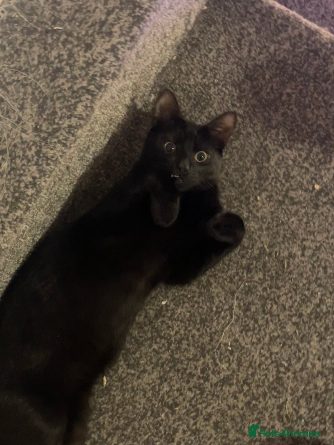 Mixed Breed cats for sale: *Free££* Beautiful brothers looking loving home - Advert 17