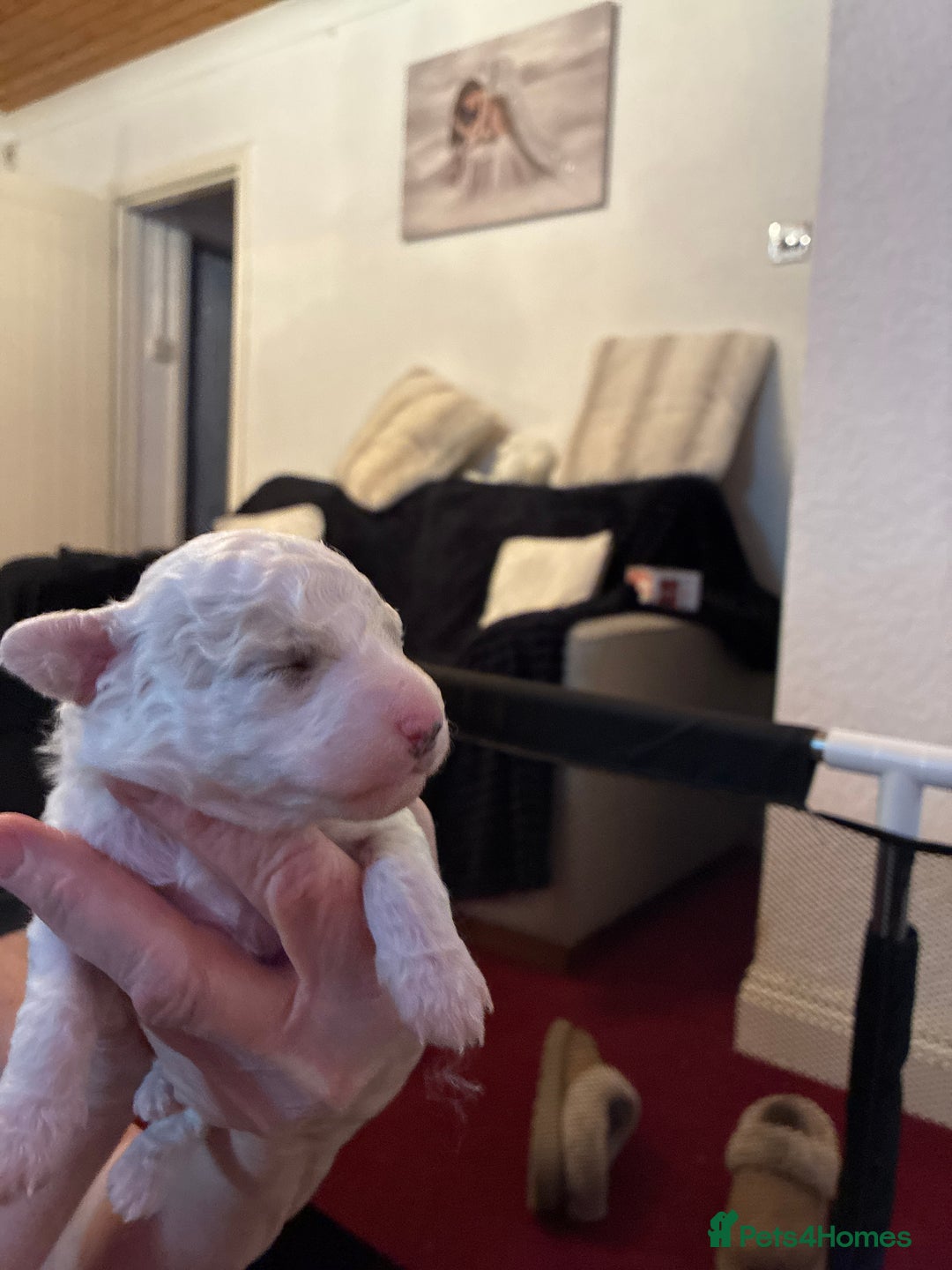 Mixed Breed dogs for sale: Stunning litter of Cavapoochon puppies - Advert 15