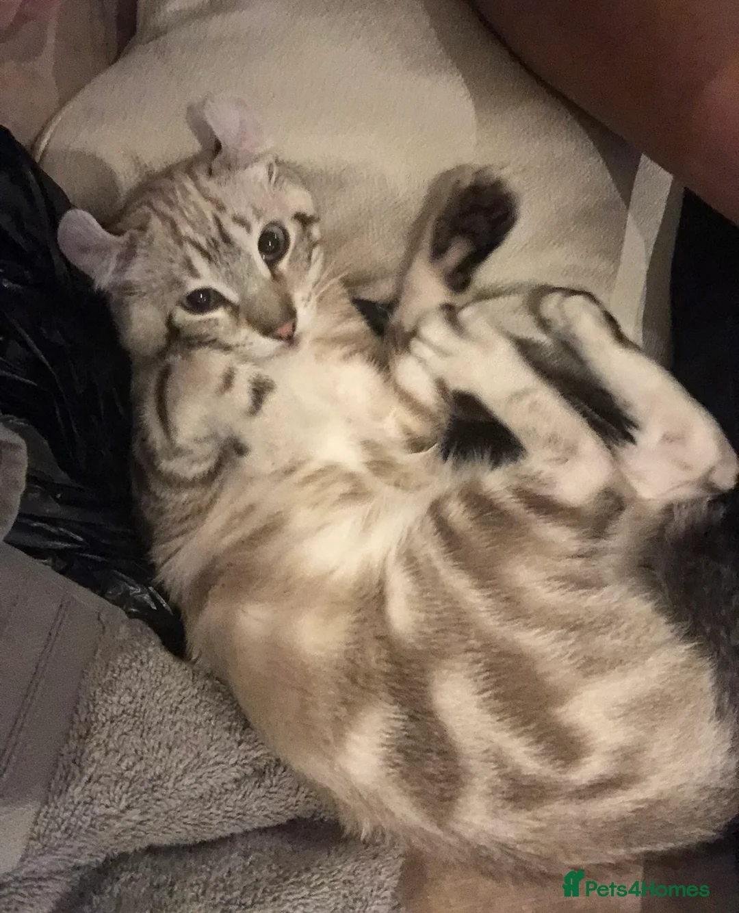 Keetso cats for sale: Keetso Female snow leopard  - Advert 2
