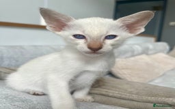 Siamese cats for sale: Siamese Oriental kittens superb pedigree GCCF  - Image 28